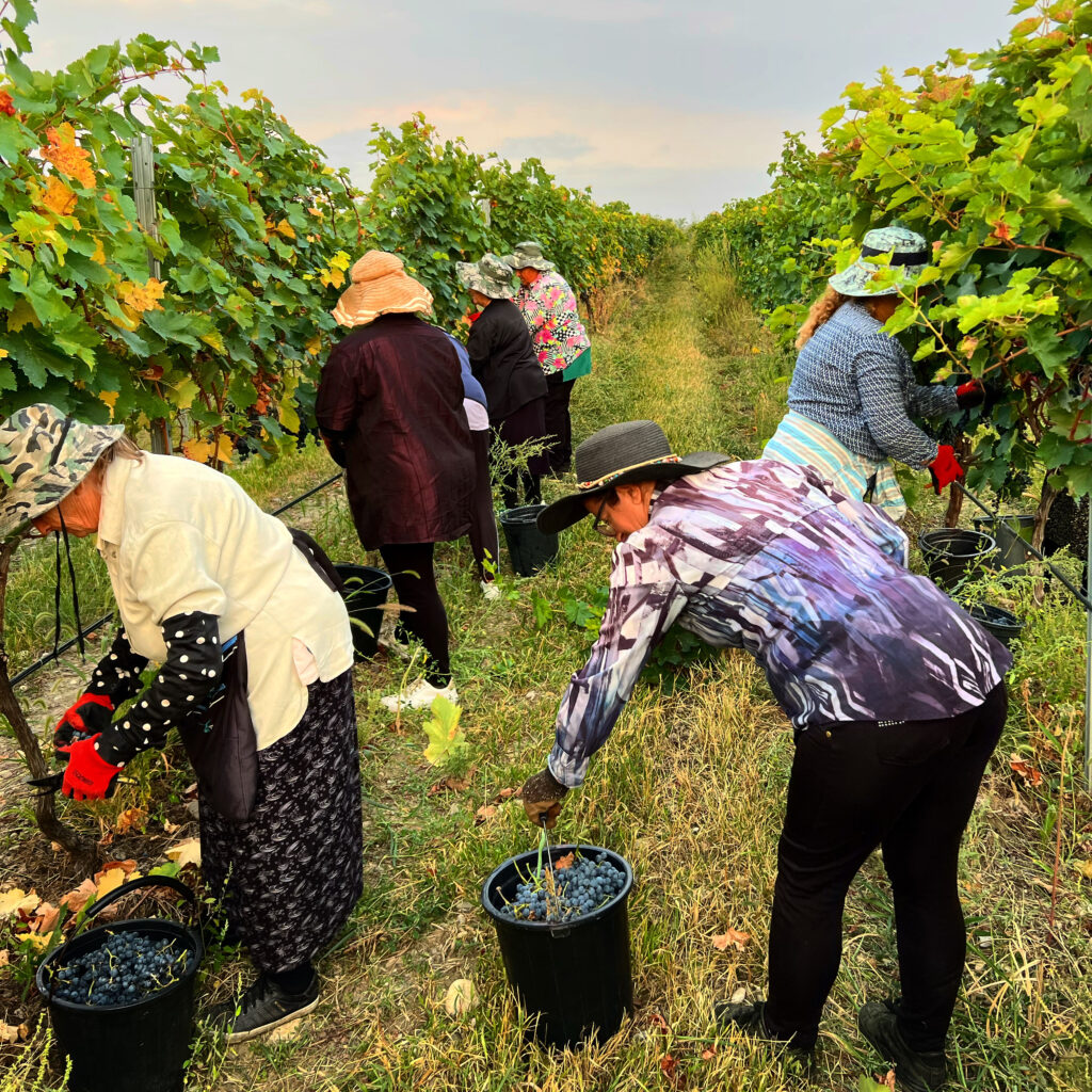 7 femmes cueillant le raisin dans les vignes en Géorgie. 